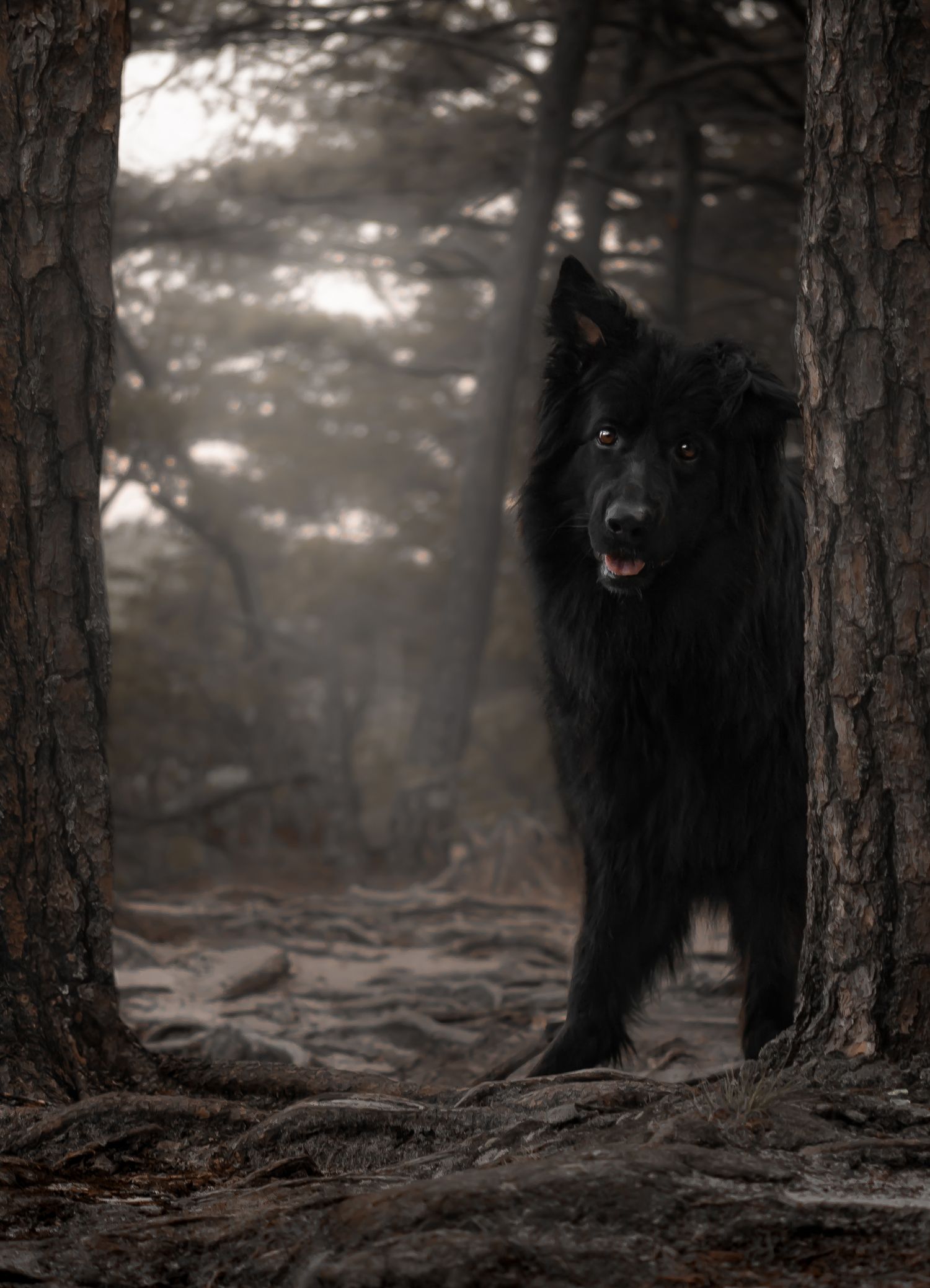 A majestic black Belgian Shepherd dog stands alert among misty pine trees in a moody forest setting.