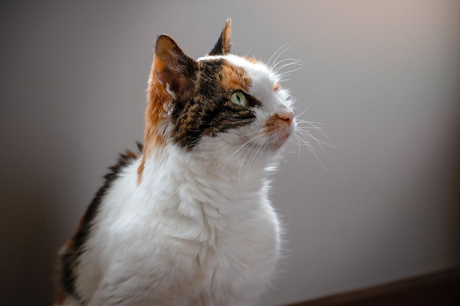 A Pet Calendar For A Cause 2026