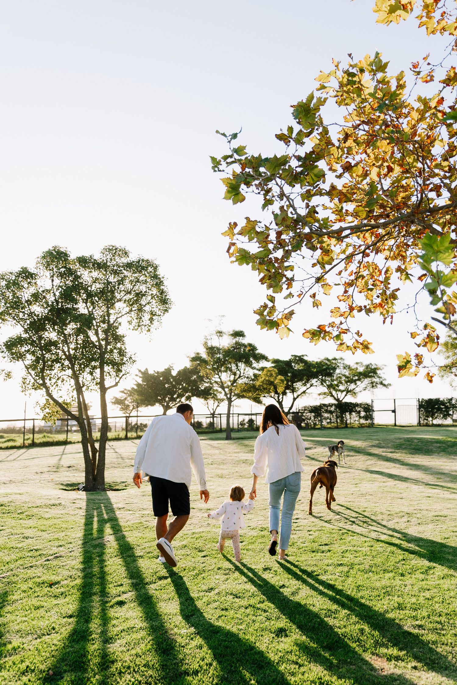People and their dog walking together in a sunny park with autumn trees casting long shadows on green grass.