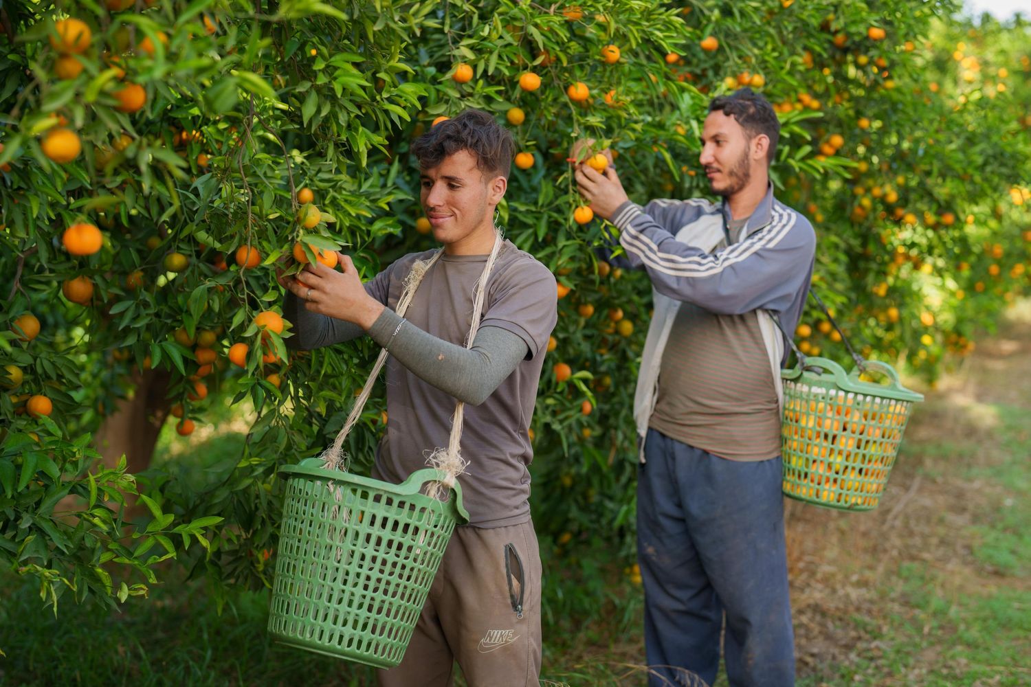 Workers pick satsumas off a tree in Morocco