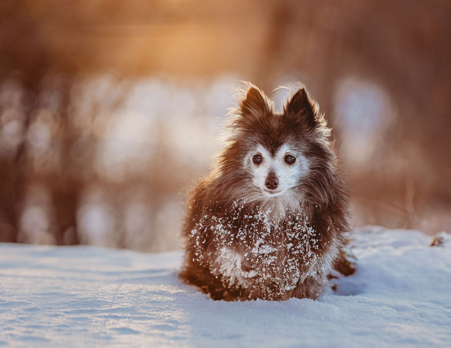 small senior dog sitting in snow