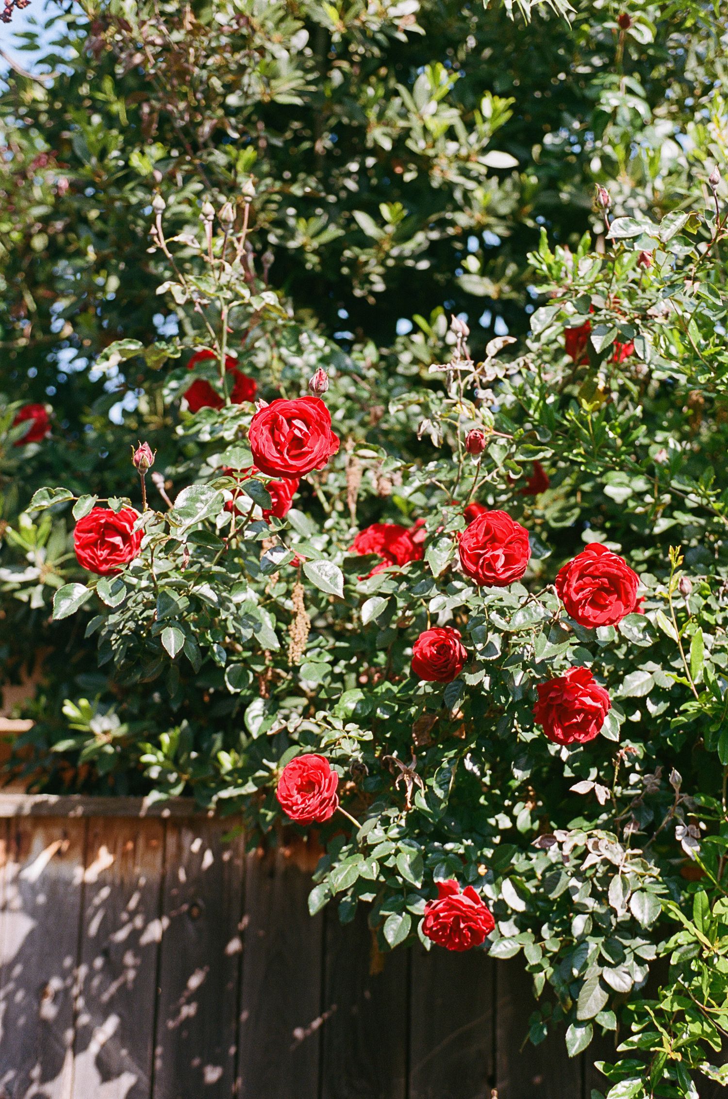 Vibrant red roses blooming on bush against wooden fence in garden.
