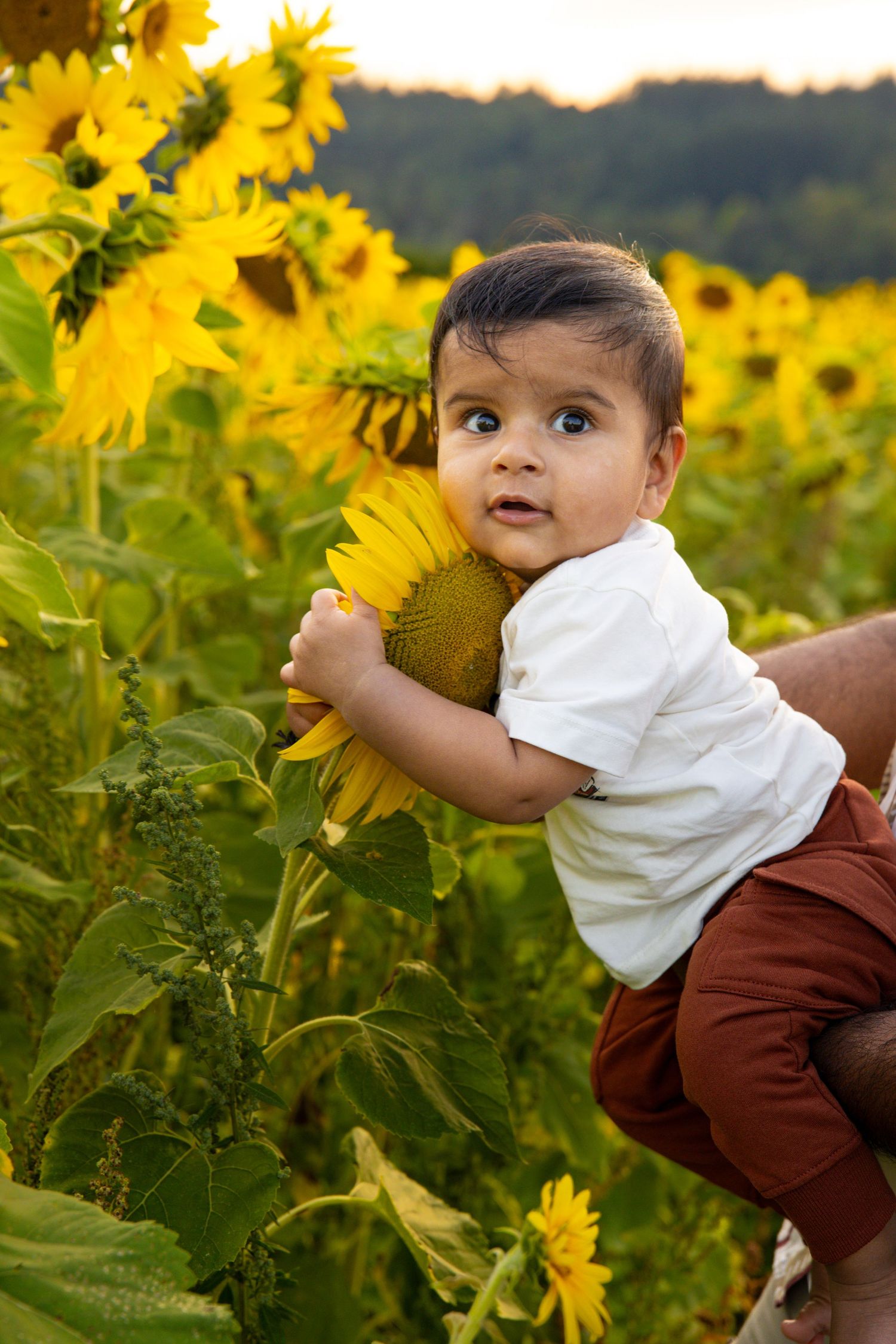 A curious baby hugs a sunflower in a vibrant sunflower field, wearing a white shirt and brown pants.