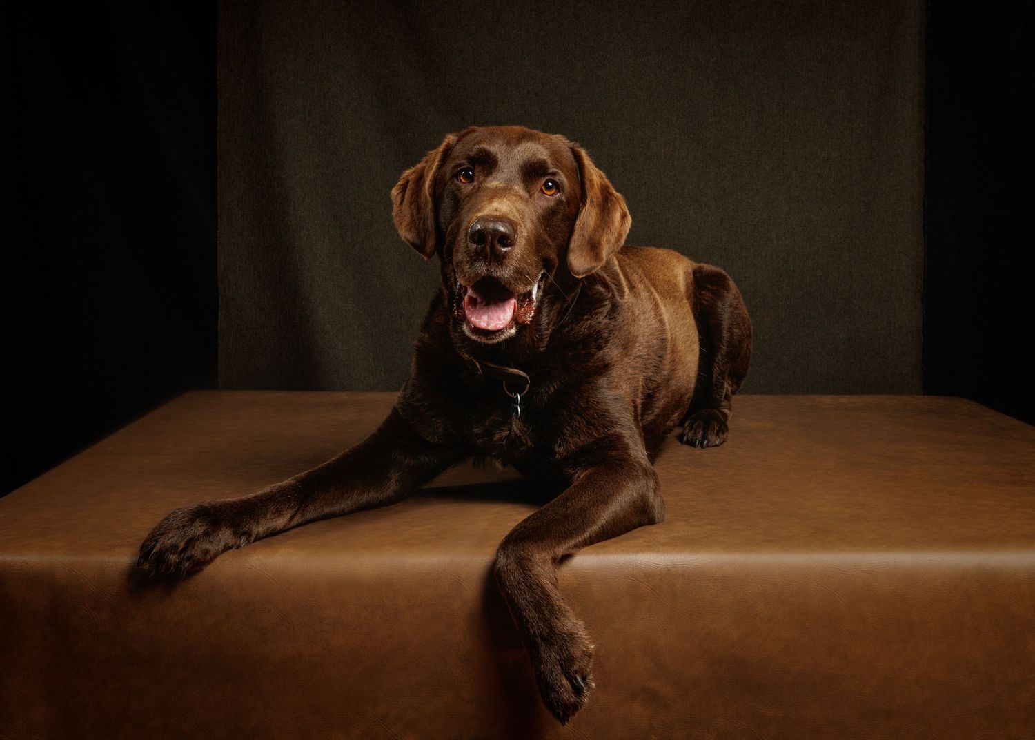 Chocolate Labrador Retriever posing on a brown leather surface against a dark studio background.