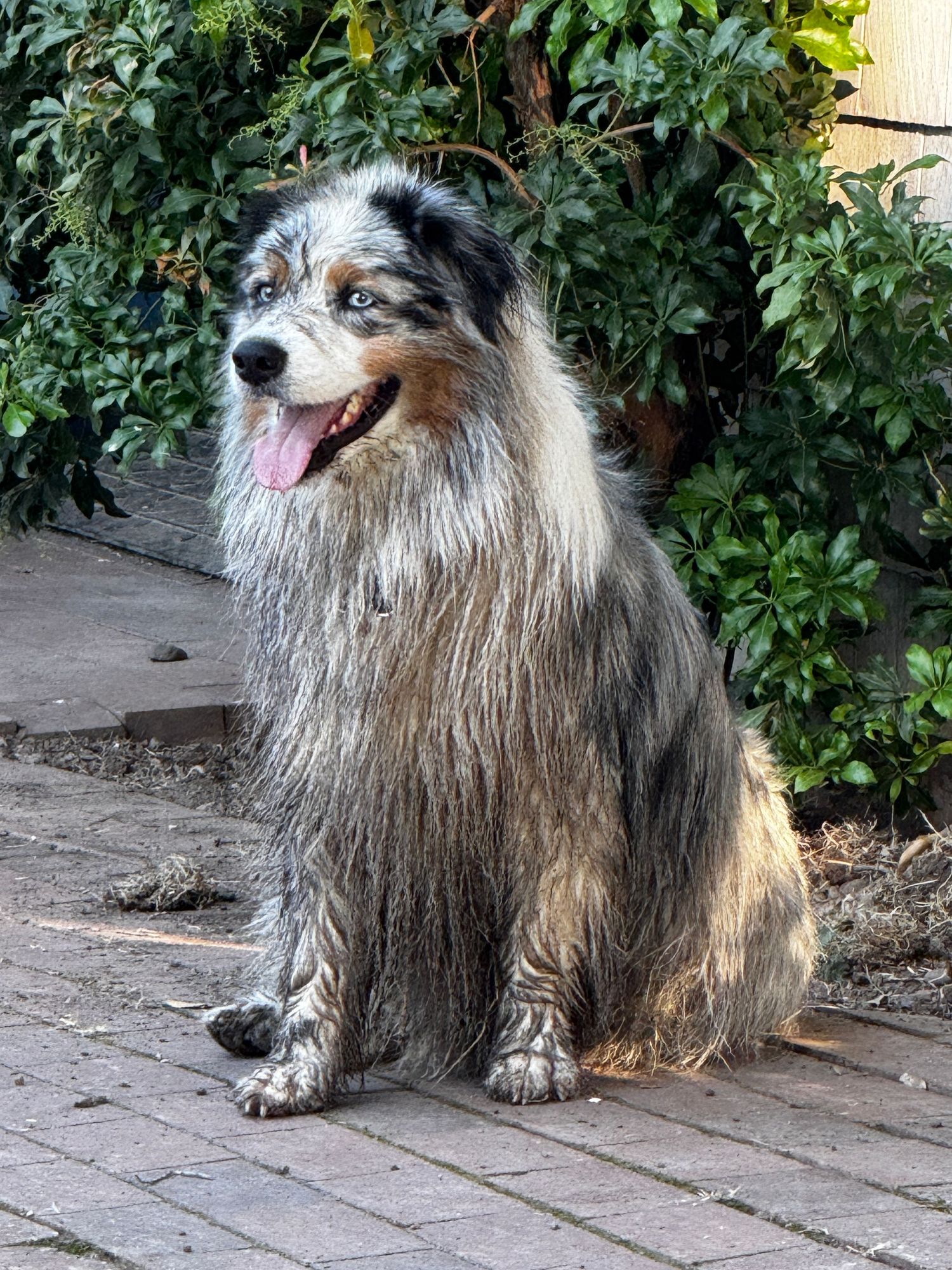 Wet blue merle Australian Shepherd dog sitting on brick pavers, tongue out, with green foliage background.