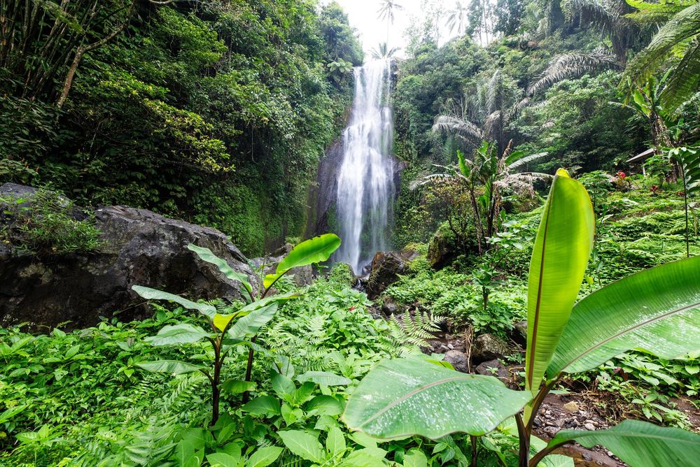 Lush tropical rainforest waterfall cascading over rocks surrounded by vibrant green foliage and large banana leaves.