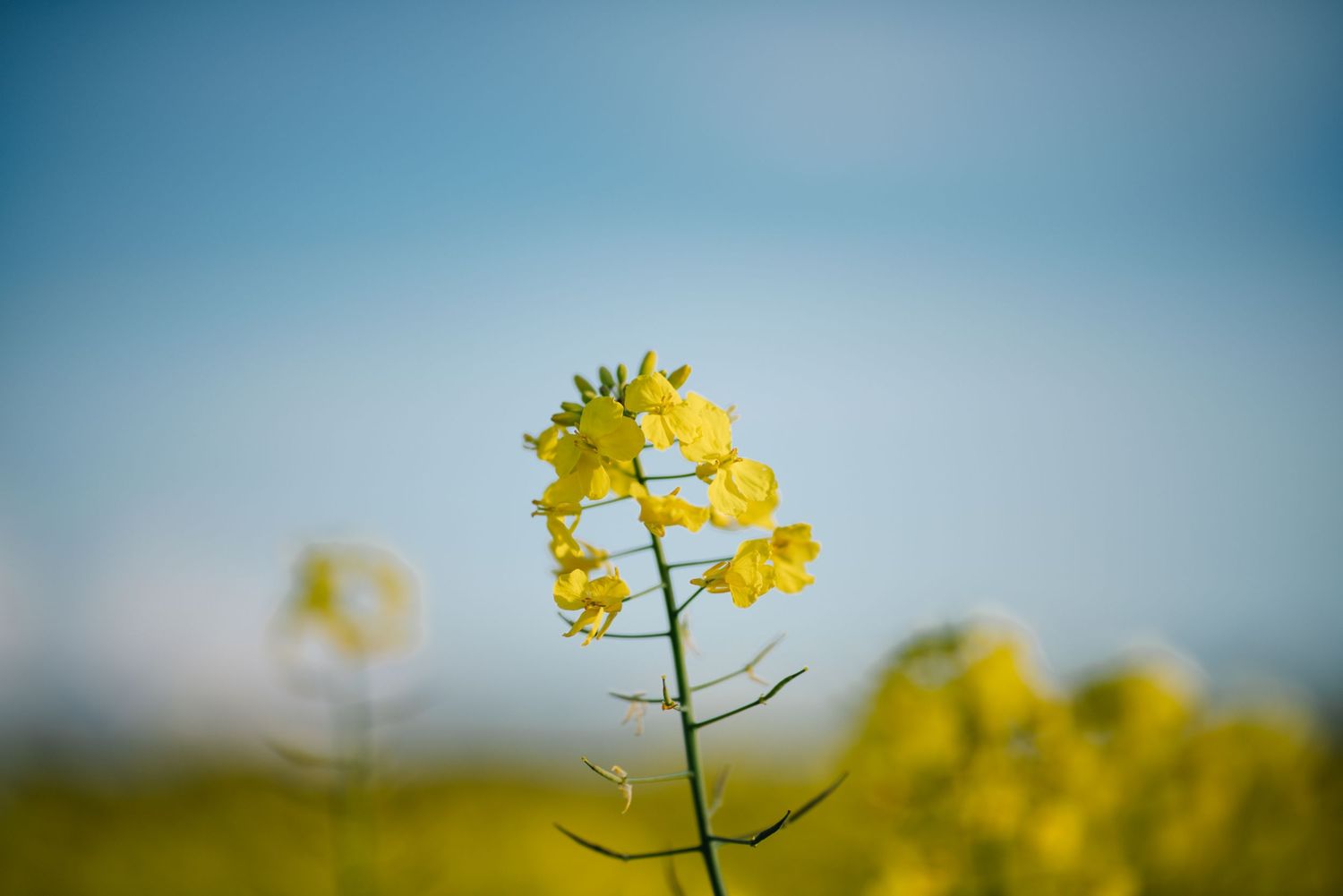 Close-up of a vibrant yellow rapeseed flower in bloom against a soft blue sky in a lush canola field taken by Melbourne photographer.