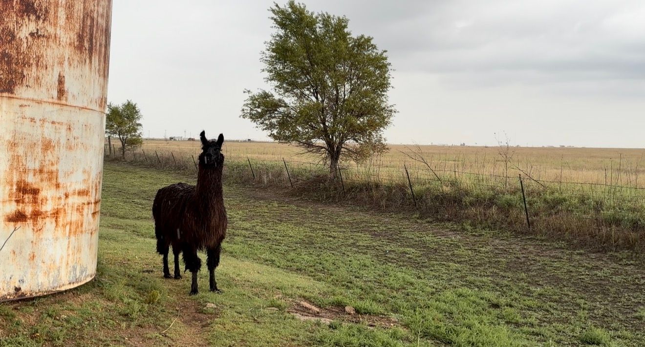 A dark horse stands beside a rusty silo on a green farm field with a tree and open plains in the background.