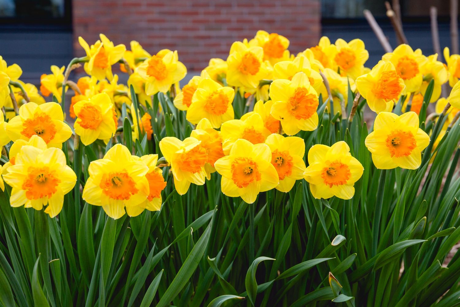 Bright yellow daffodils blooming in a spring garden bed.