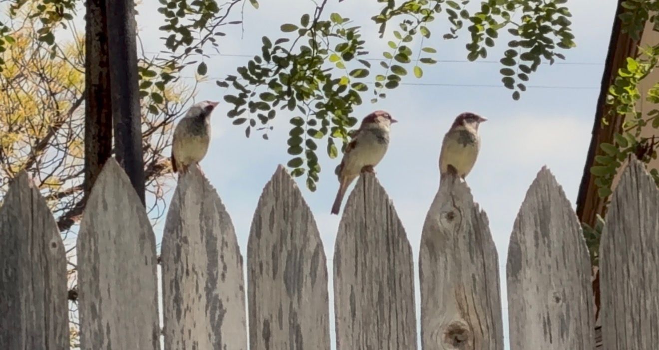 Three sparrows perched on a weathered white wooden picket fence with green tree branches against a cloudy sky.