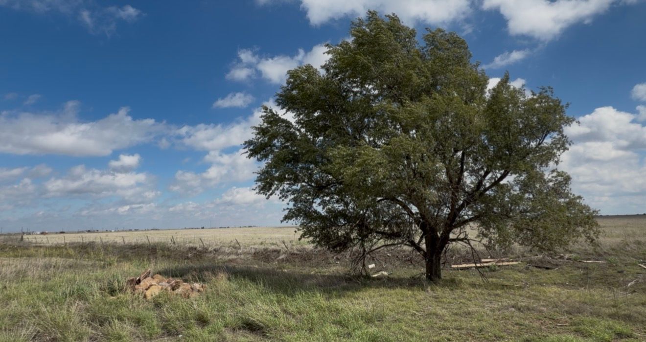 A lone tree stands in an open Texas prairie landscape under a partly cloudy blue sky.