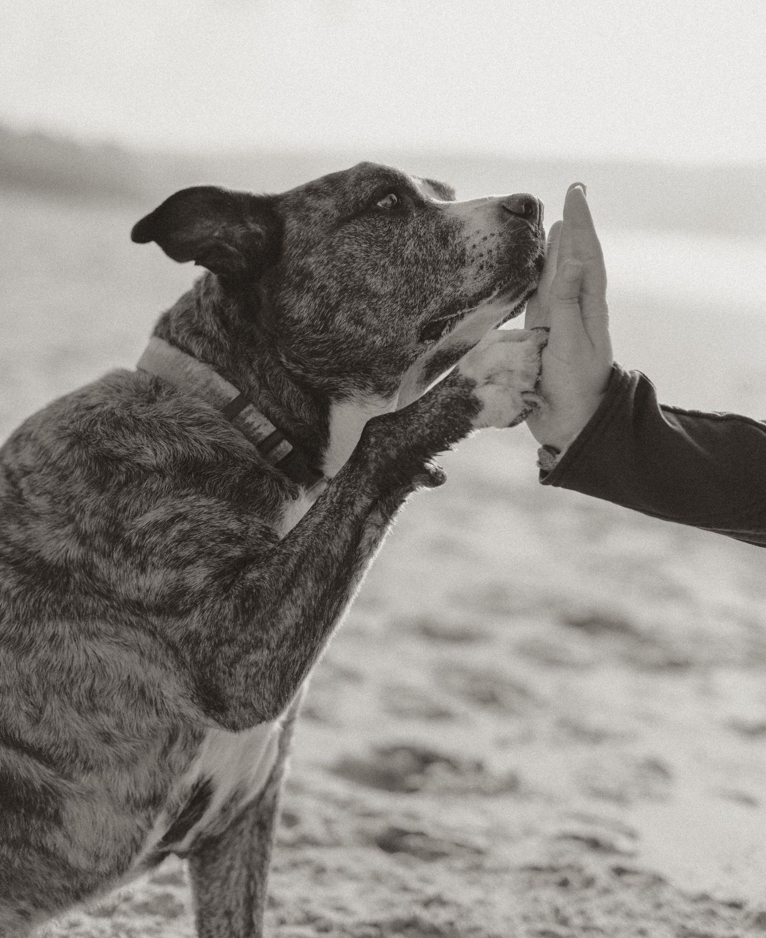 A brindle dog touches their nose to an outstretched hand in a tender black and white moment at the beach.