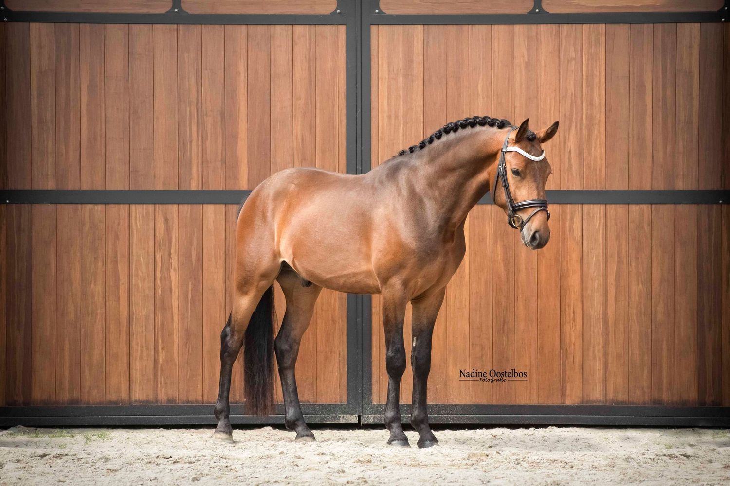 Series of professional equine photography showing horses in an indoor stable setting.