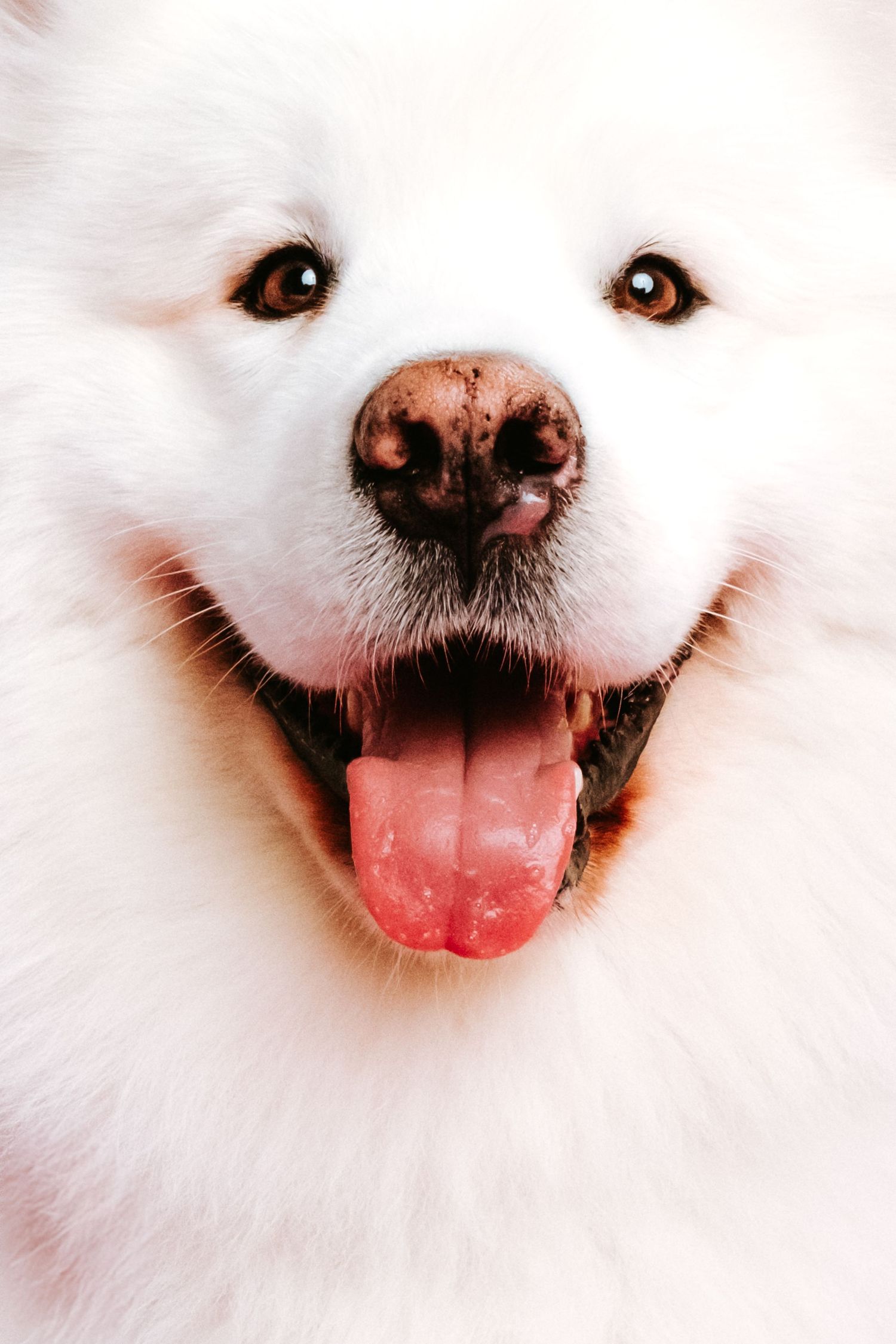fotógrafo perro las palmas, fotografia canina, perros felices, fotógrafo mascota las palmas, fotografía mascotas Tenerife, gran canaria