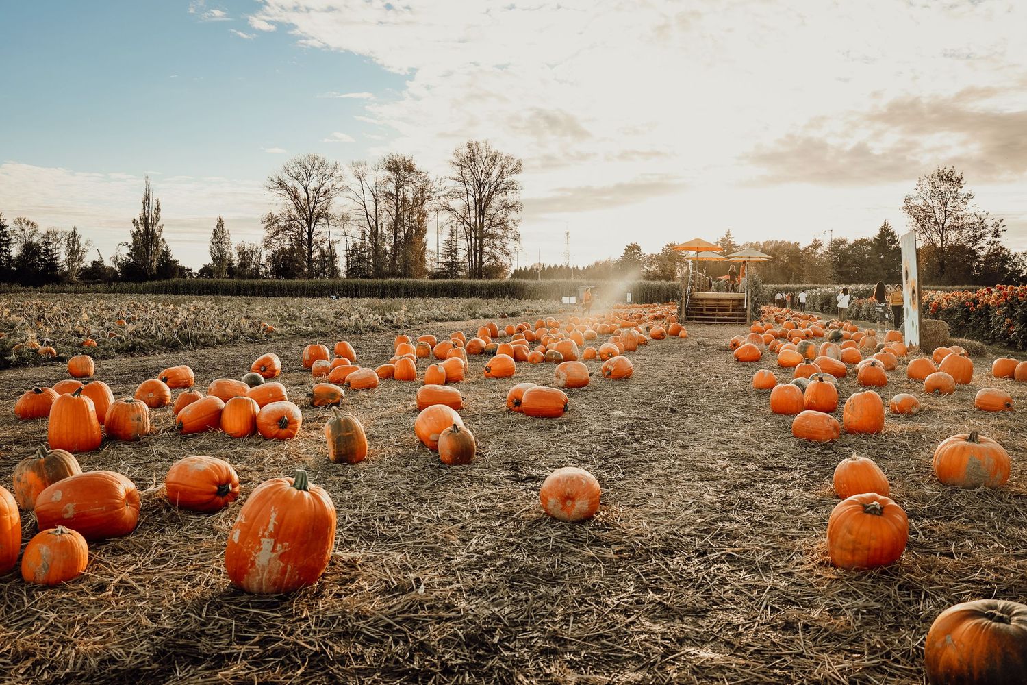 Orange pumpkins scattered across a dirt field at sunset with trees in the background.