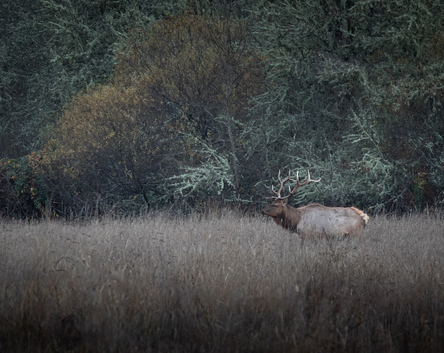 Lone bull elk standing in tall autumn grass against a backdrop of misty forest.
