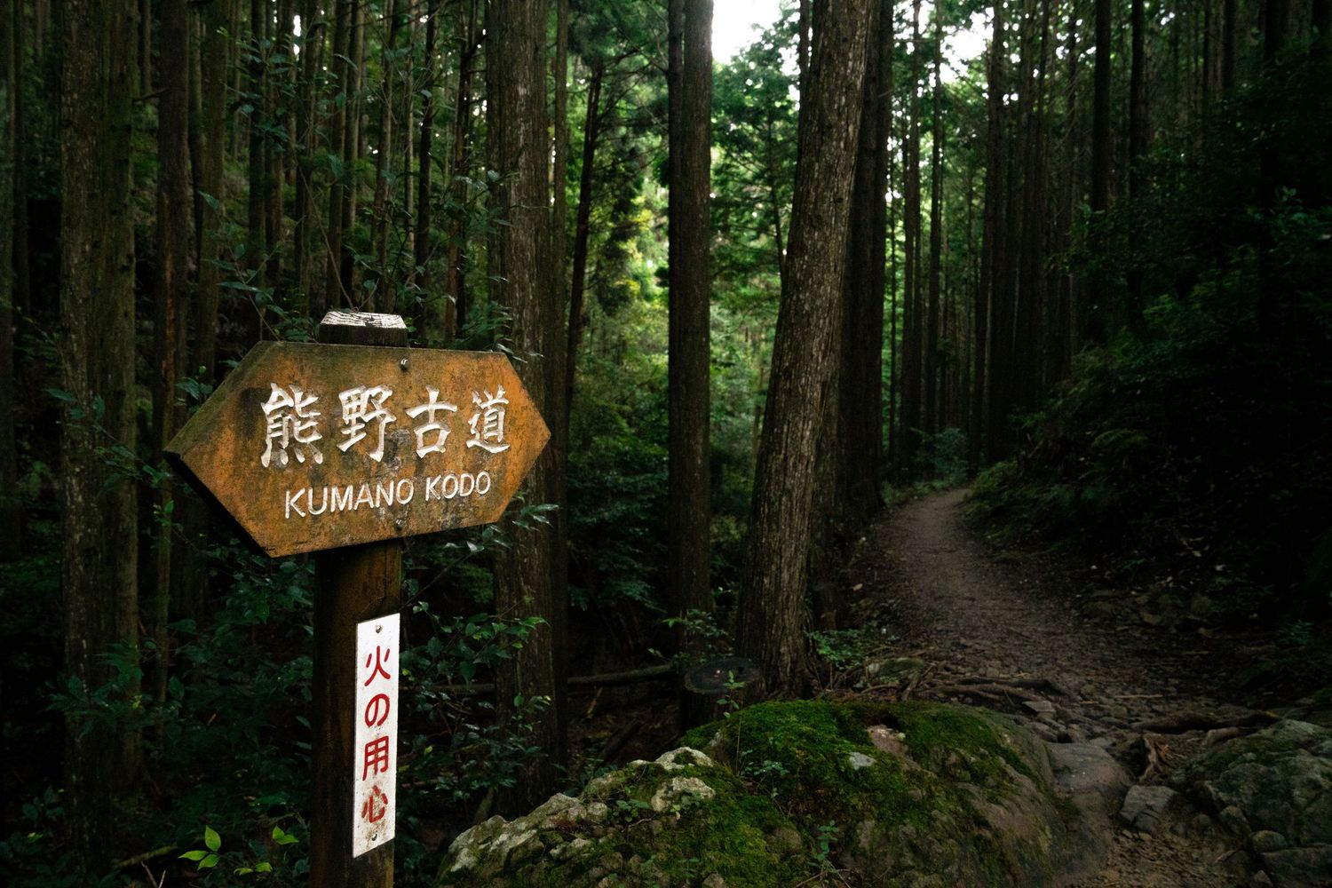 Dense forest path with wooden trail signs in Japanese text.