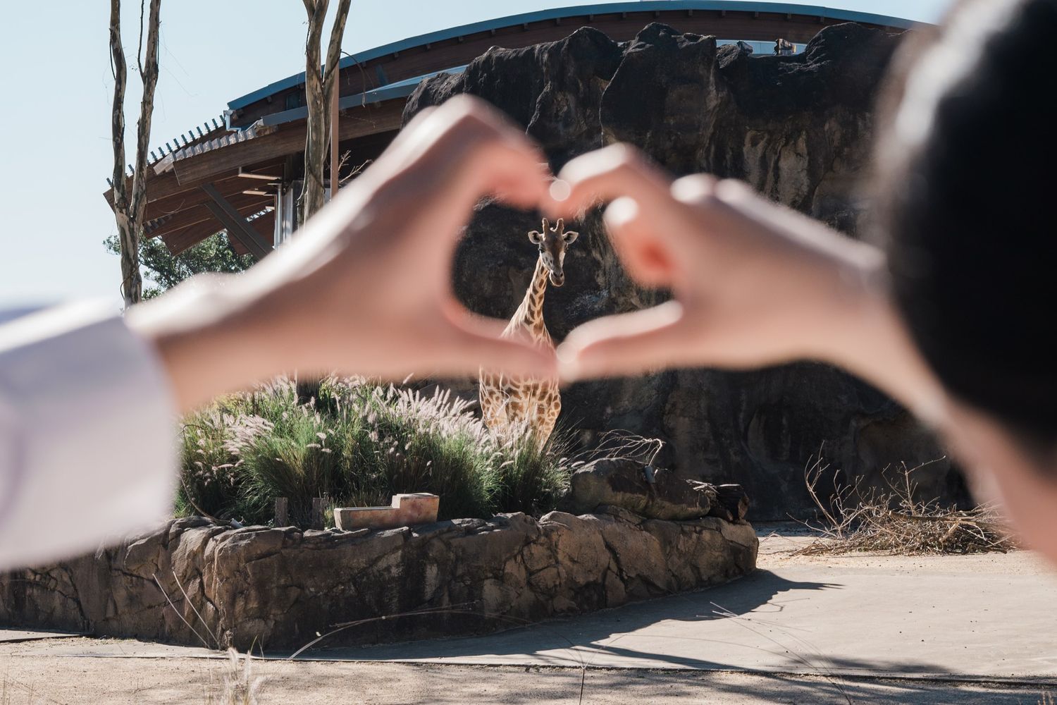 Wedding photo shows two hands forming a heart shape framing a giraffe at Taronga zoo on a sunny day.