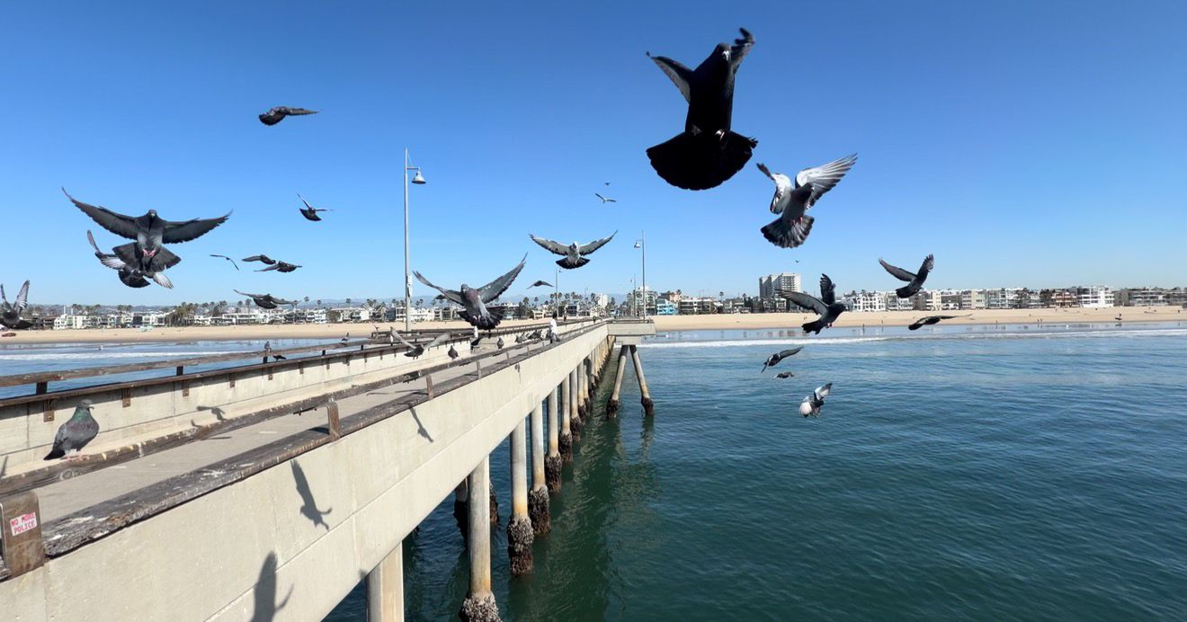 Flock of pigeons flying over a sunny coastal pier with calm blue ocean waters and city skyline in background.