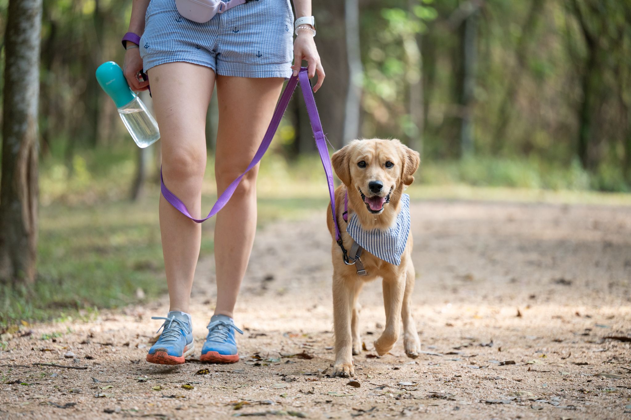 Woman walking a golden retriever dog on a purple leash along a forest trail, carrying a water bottle.