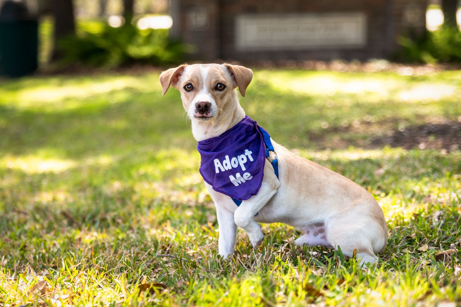 Small white dog wearing a purple 'Adopt Me' vest poses on grass in sunlit outdoor setting.