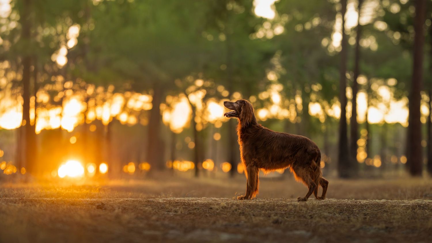 A majestic Irish Setter is standing amongst Pine Trees during sunet.