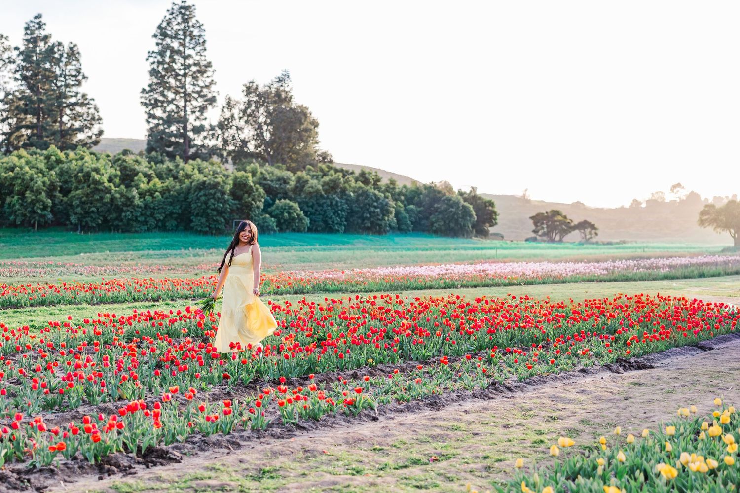 Vibrant rows of red and yellow tulips stretch across a blooming flower field at sunset.
