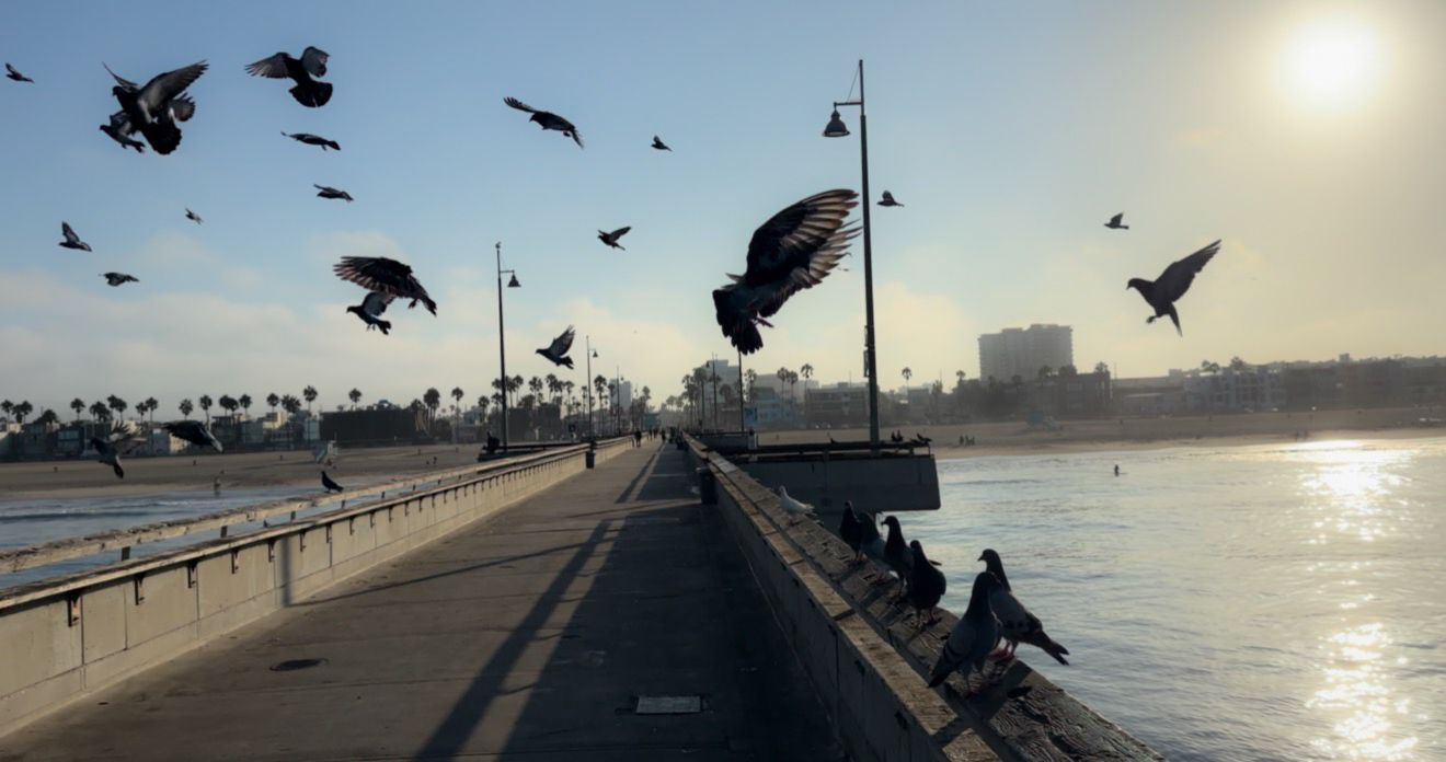 Pigeons flying over a sunny waterfront pier with people sitting along the edge and calm water reflecting golden light.
