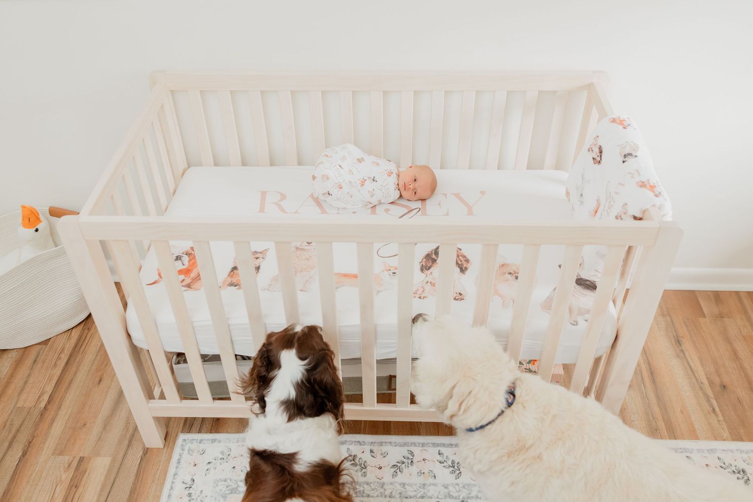 Newborn baby girl rests in her crib while two family dogs stand beside the crib looking up at her.