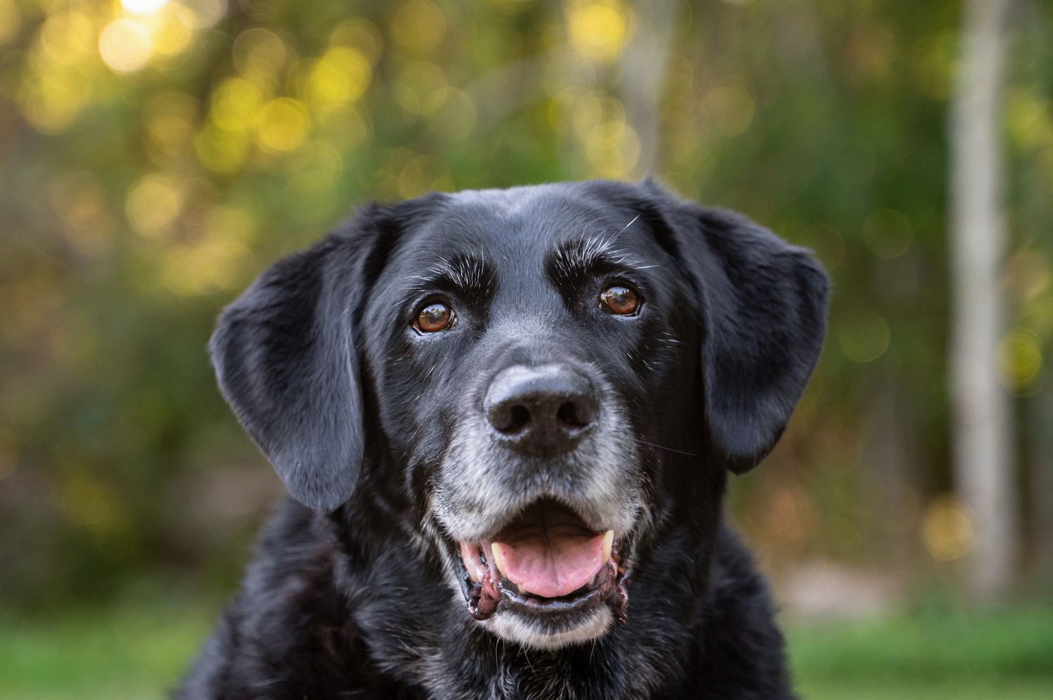 Black Labrador sitting alertly on a tree-lined trail, photographed with soft sunlight illuminating the texture of their coat.