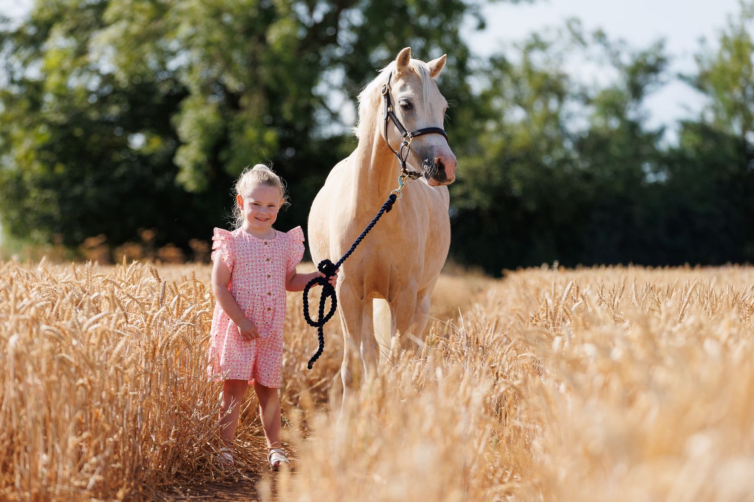 A person leads a palomino horse along a sunlit forest trail surrounded by tall evergreen trees.