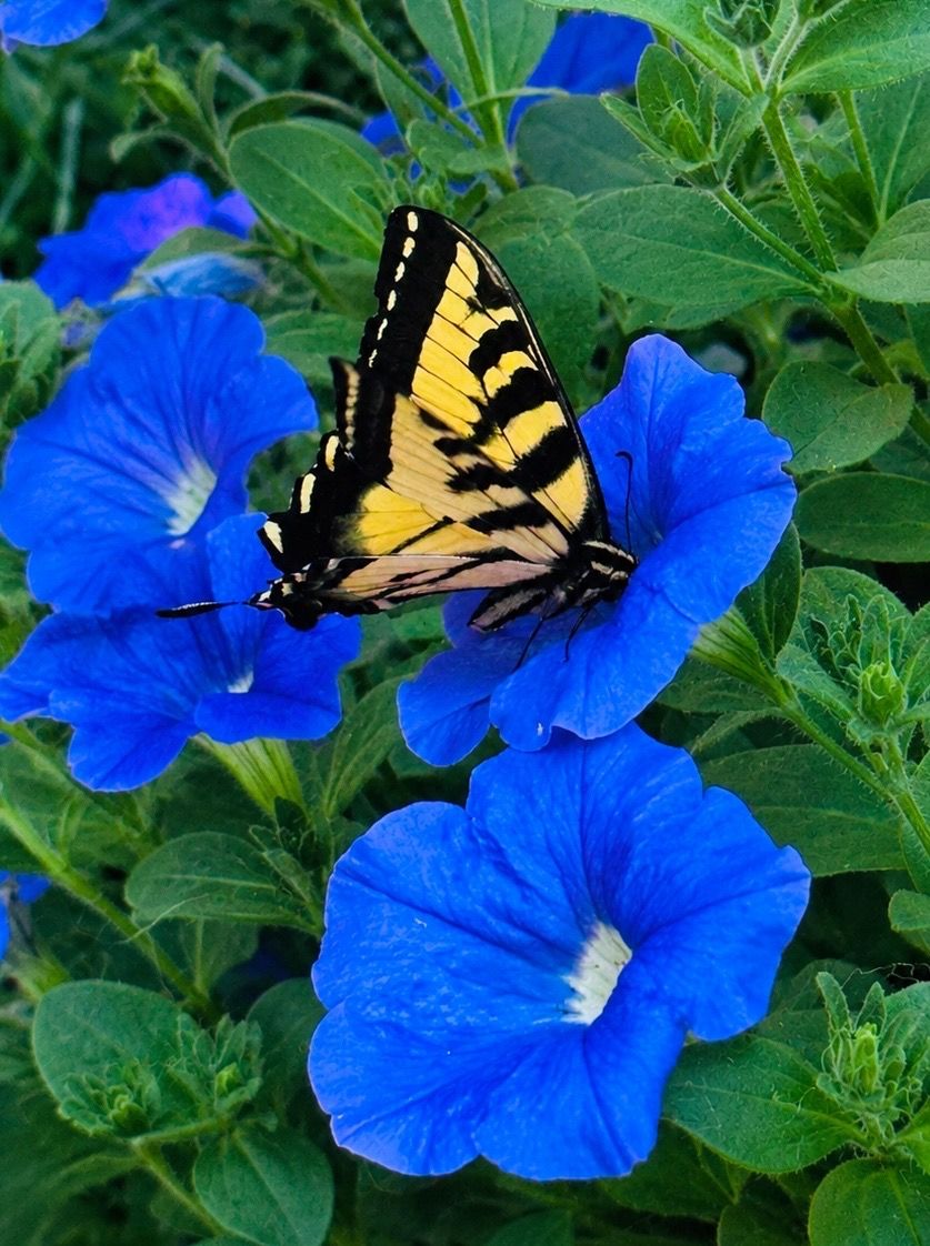 Yellow tiger swallowtail butterfly perched on vibrant blue petunia flowers surrounded by lush green foliage.