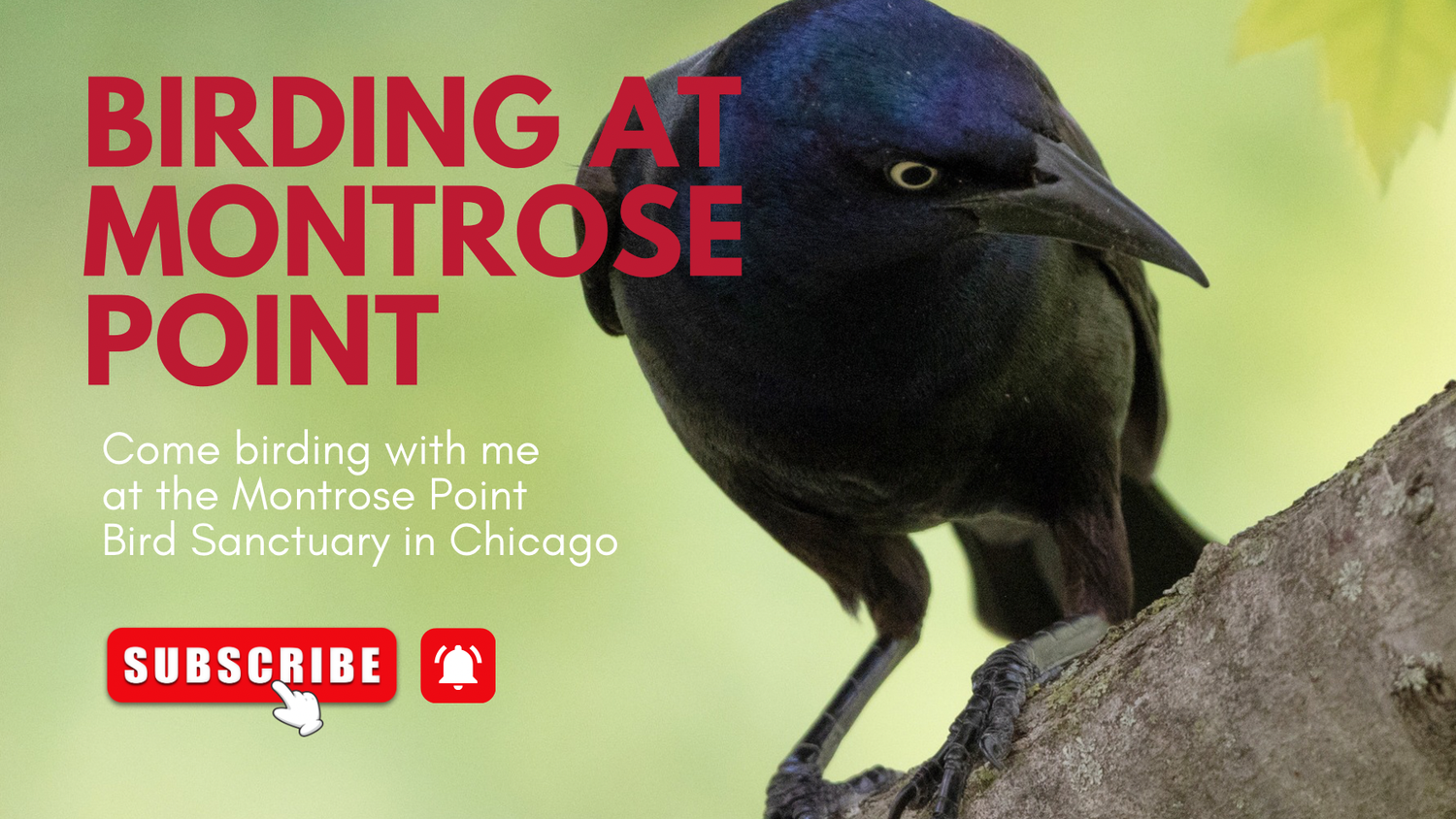 Close-up of a Common Grackle bird perched on a branch at Montrose Point Bird Sanctuary in Chicago.