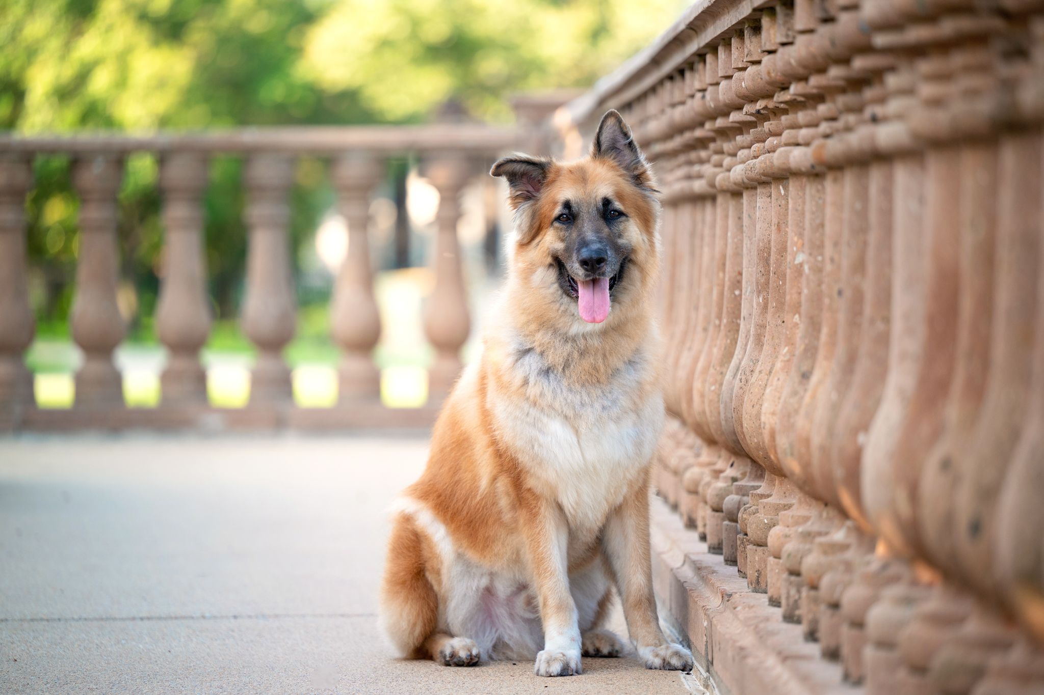 A happy German Shepherd dog sitting on a stone bridge path, tongue out, beside ornate balustrade in a park.