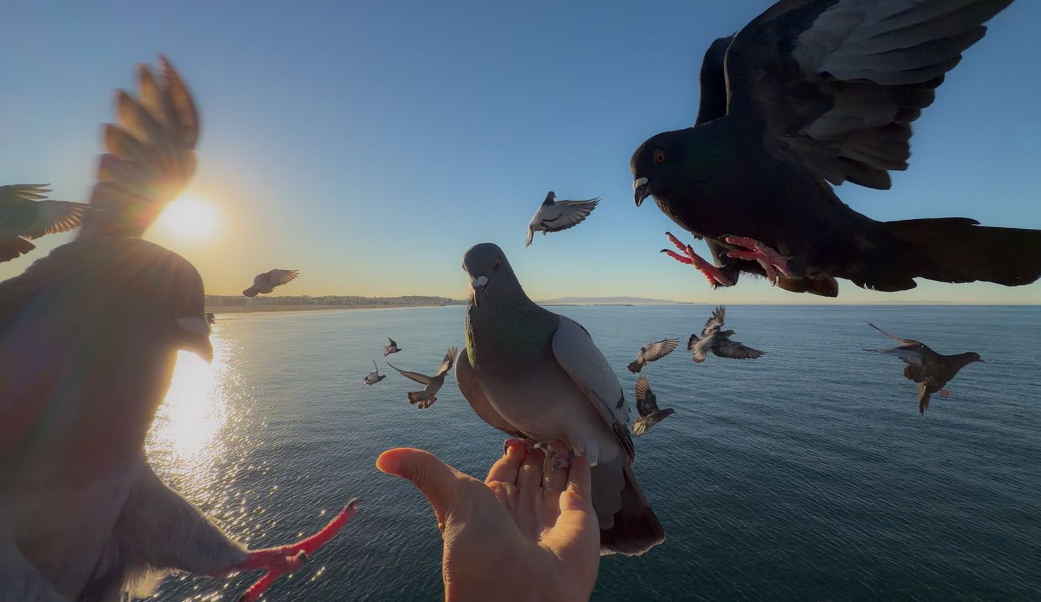 Seagulls flying over calm ocean waters at sunset with wings spread against golden sunlight.