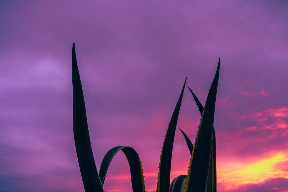 Seven photographs capture a vibrant pink and purple sunset sky with agave plant silhouettes in the foreground.
