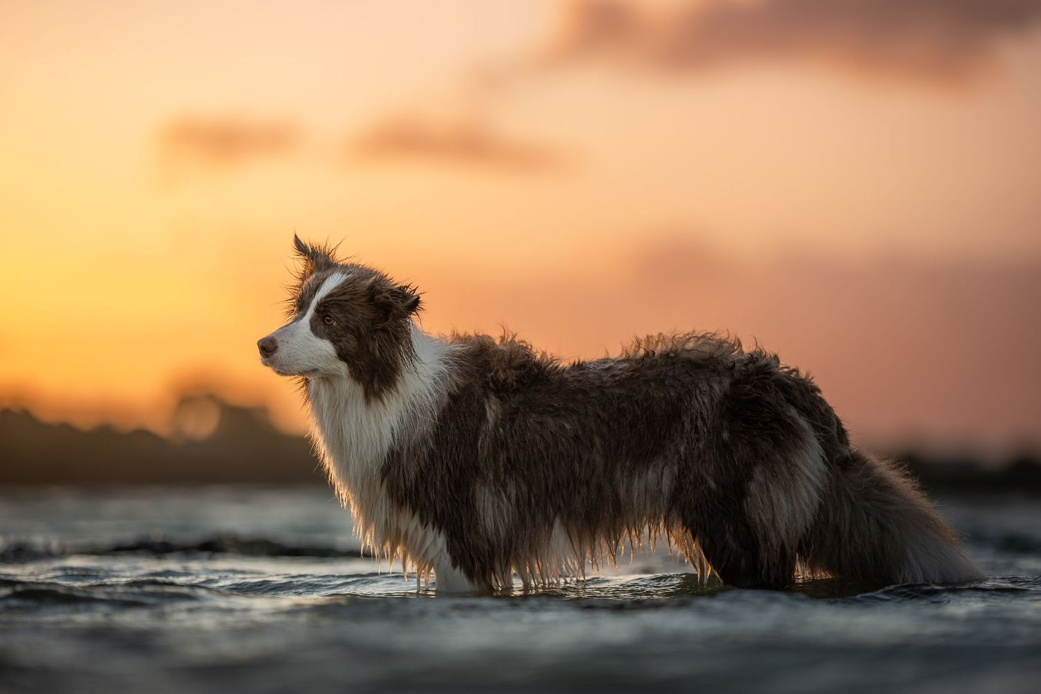 A border collie dog stands silhouetted against a dramatic orange and pink sunset sky at the lake.