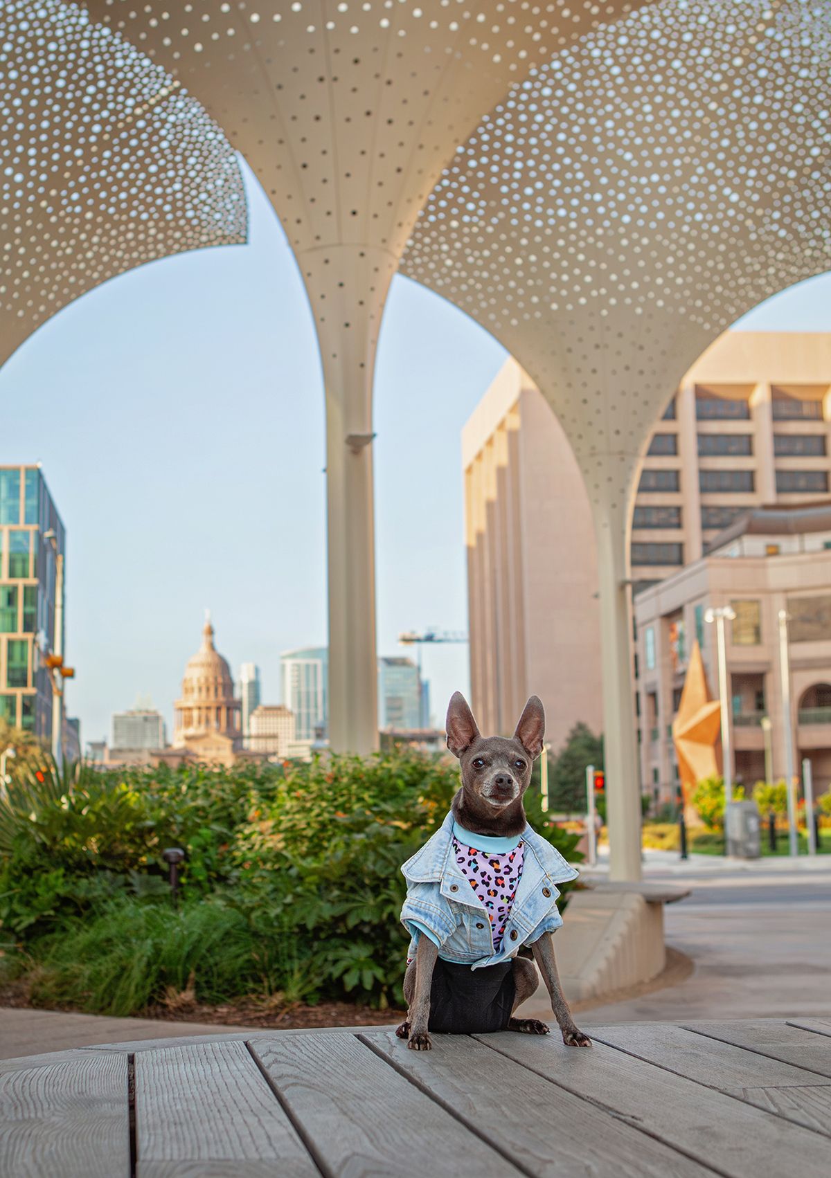 A chihuahua mixed dog wearing a jean jacket sits in front of the Texas State Capitol Building in Austin, Texas.