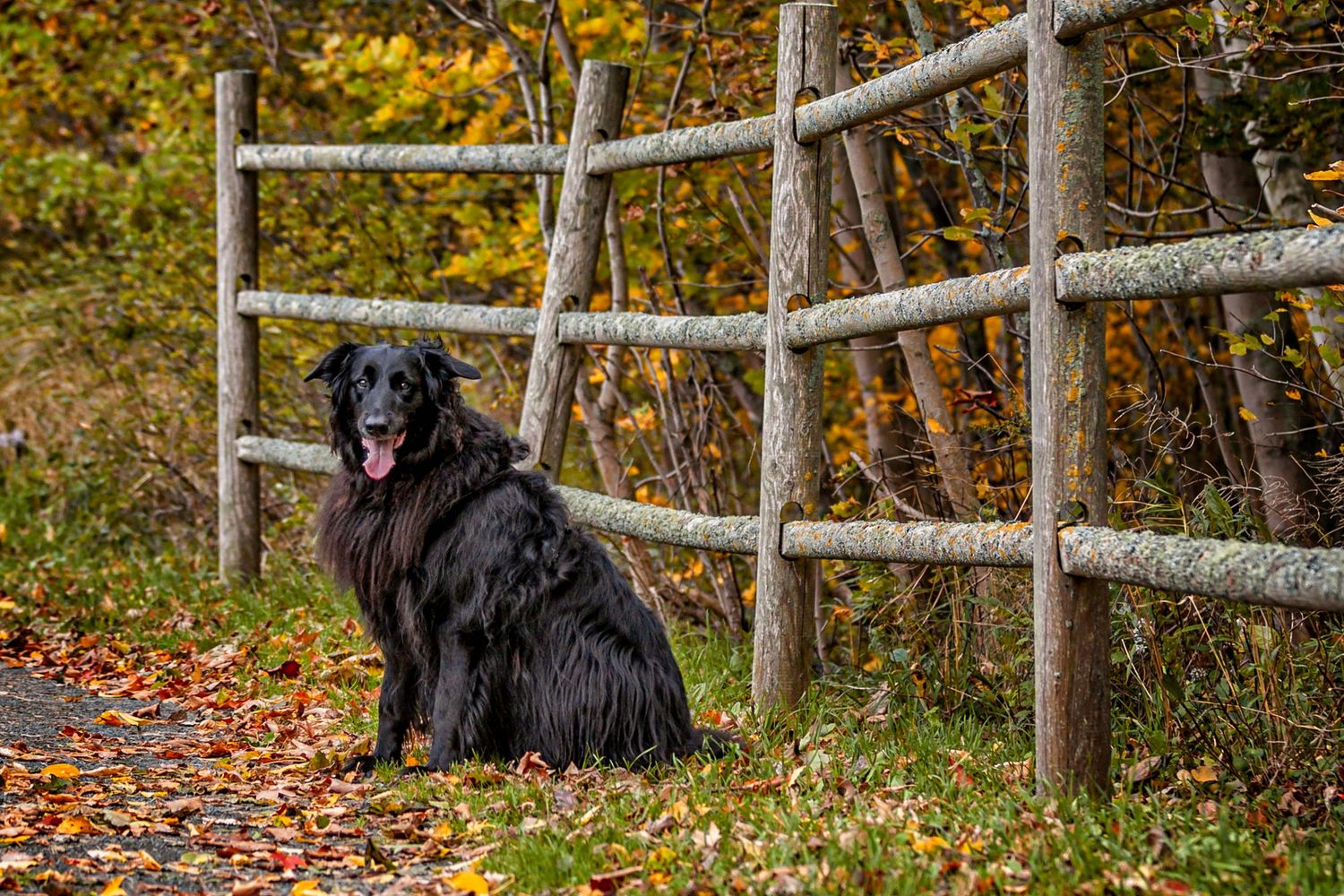 Black Newfoundland dog sits by rustic wooden fence on autumn path with colorful fall foliage in background.