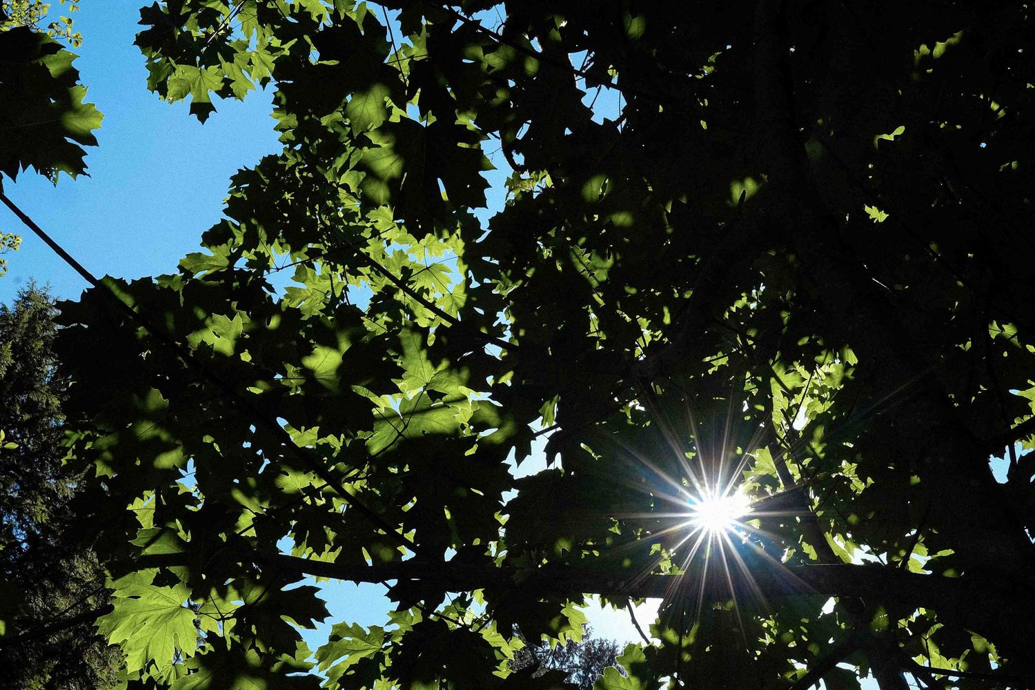 Sunburst shines through green maple leaves against blue sky.
