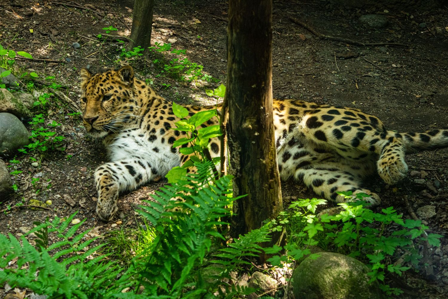 Sleeping leopard resting in shaded forest area with spotted coat pattern visible.