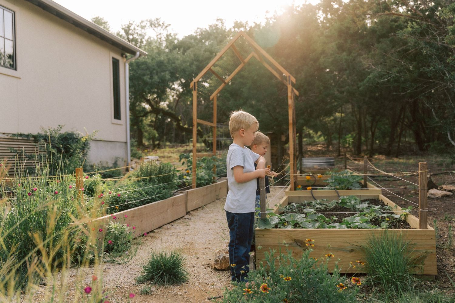Person tends to raised garden beds in a backyard during golden hour sunset with wooden garden structures.