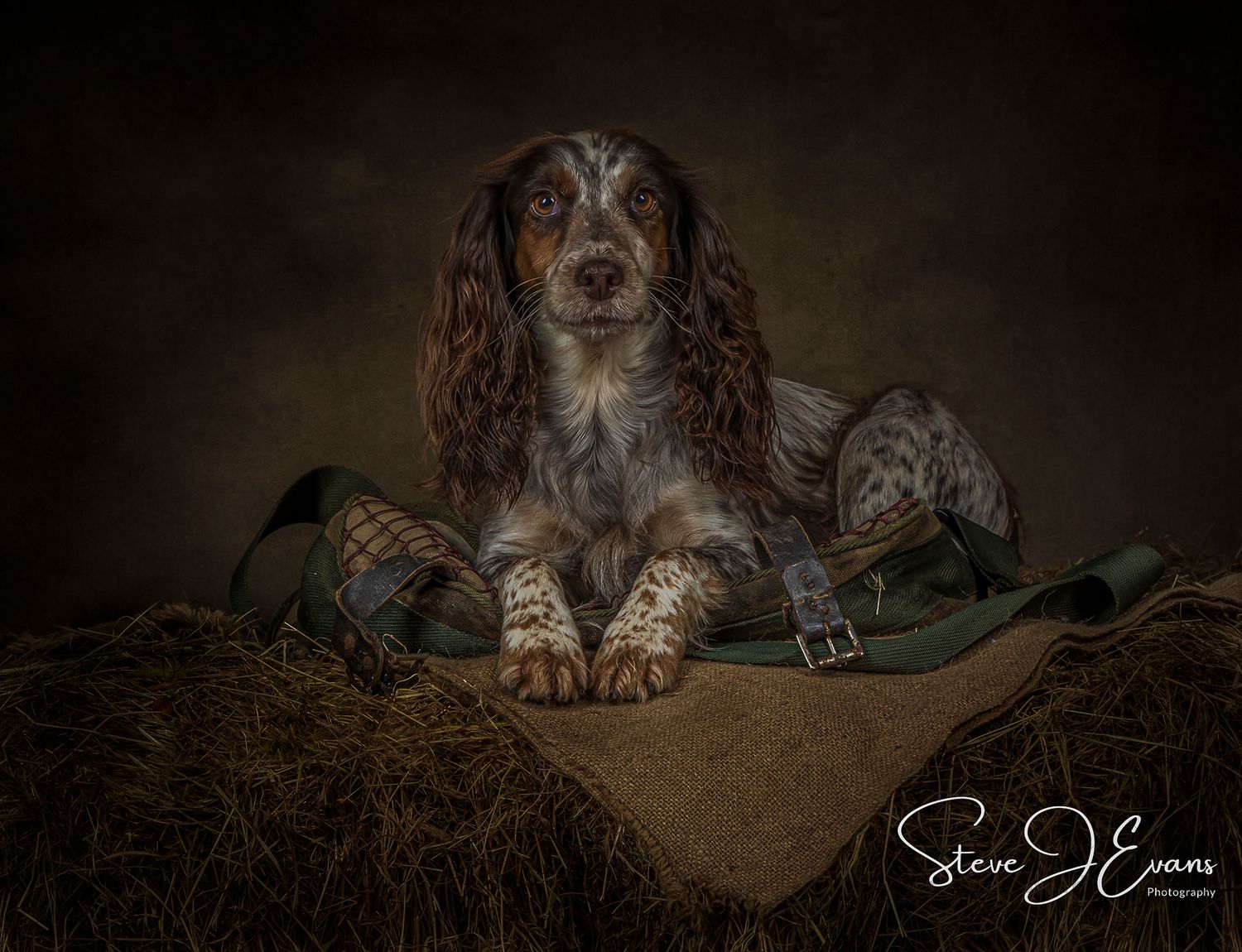 Flossie, working cocker. Portrait by Steve J Evans photography. Filey North Yorkshire