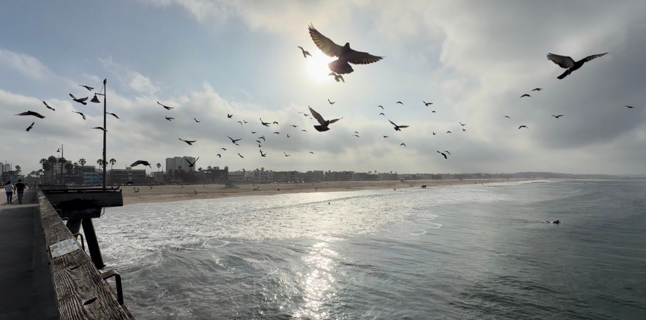 Flock of birds soaring over a sunny beach boardwalk with ocean waves and coastline in the background.