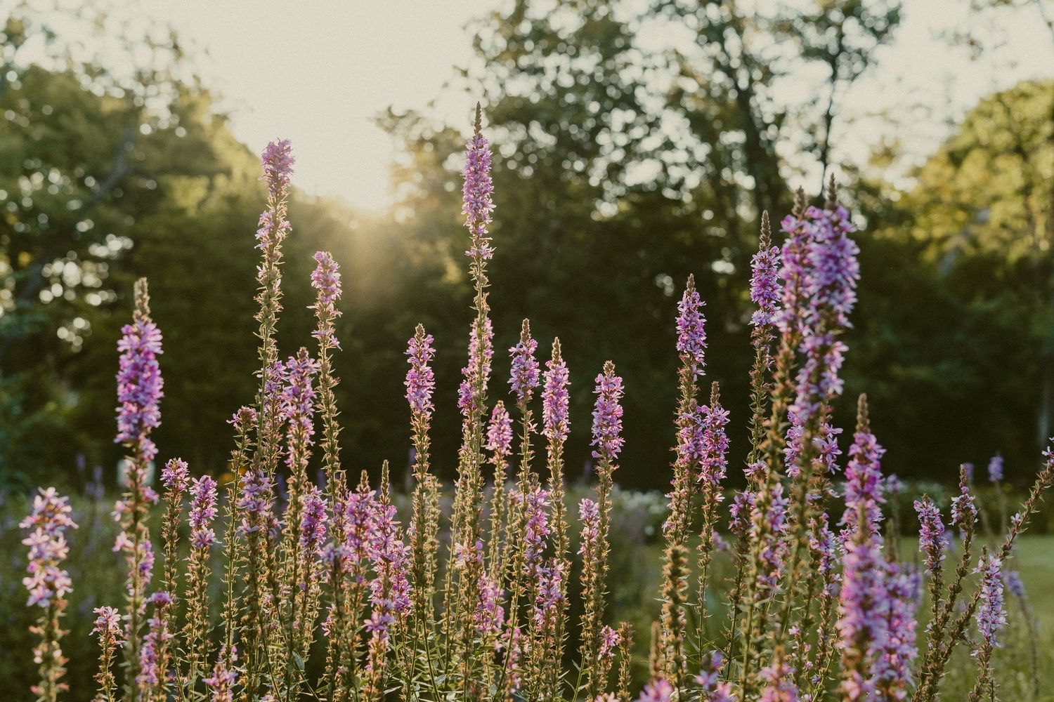 Beautiful spring flowers during golden hour sunlight at Smith Memorial Gardens, in Oakwood Ohio.