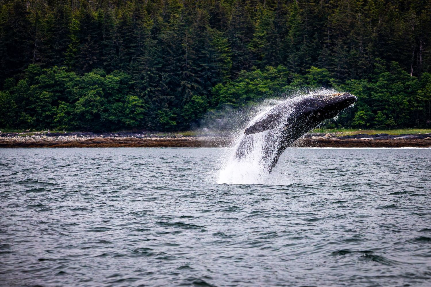 Humpback whale breaching with dramatic splash against forested coastline.