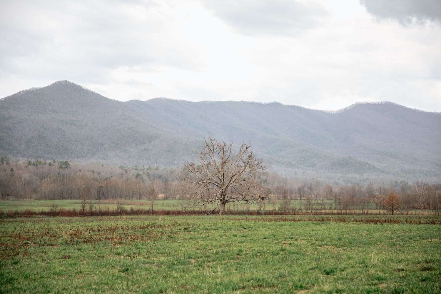 A lone bare tree stands in a green field with misty mountains rising in the background under cloudy skies.