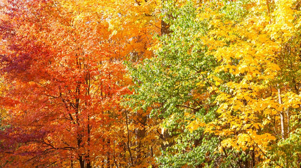 My Top 5 Favorite Fall Hikes Close to Denver - Sarah Lisle Photography