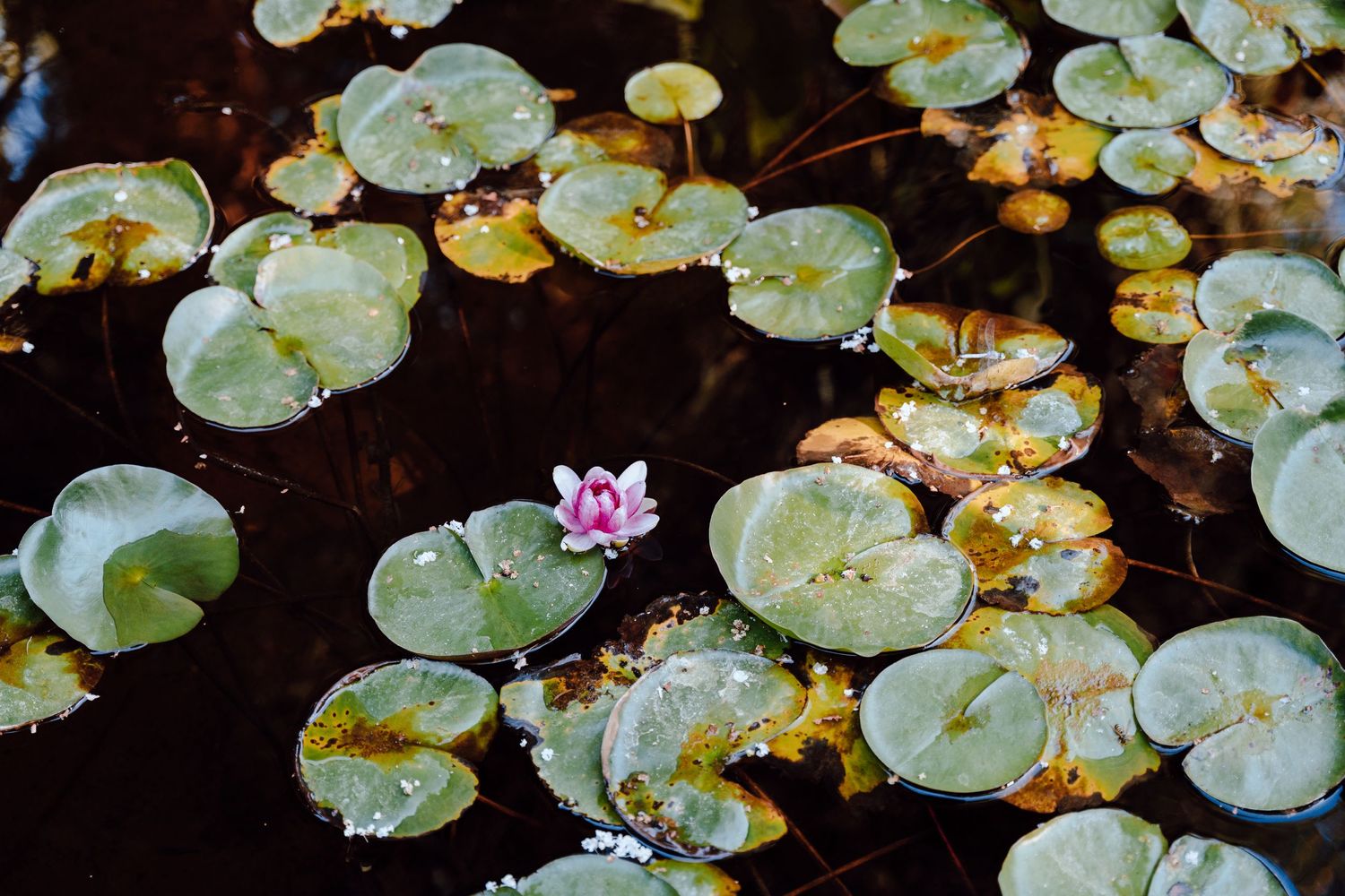 Water lily pads and pink flower float on dark reflective pond surface.