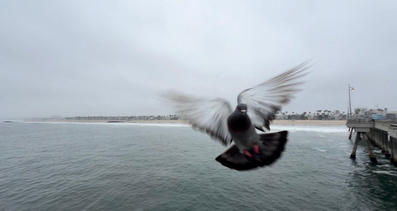 A pigeon captured mid-flight over the ocean near a pier on a cloudy day.
